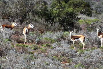 Game viewing