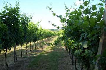 Vineyard
