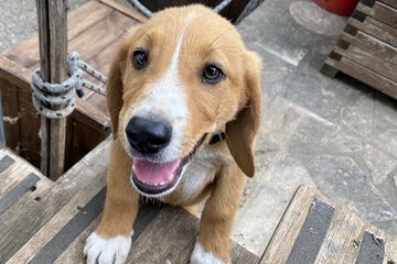 Pet-friendly
