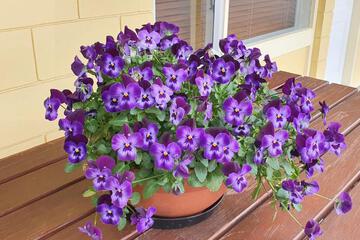 Photo 40