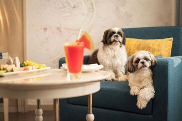 Pet-friendly