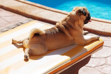 Pet-friendly