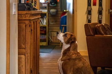 Pet-friendly