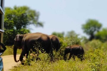 Safari