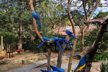 Game viewing