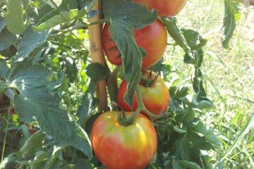 Photo 66