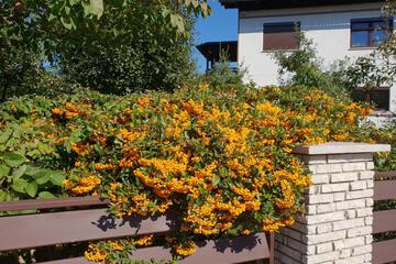 Photo 29