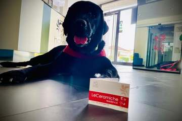 Pet-friendly