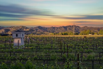 Vineyard