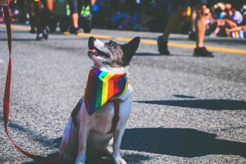 Pet-friendly