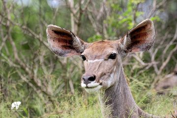 Game drive