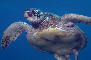 Photo 48