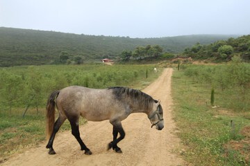 Horseback riding