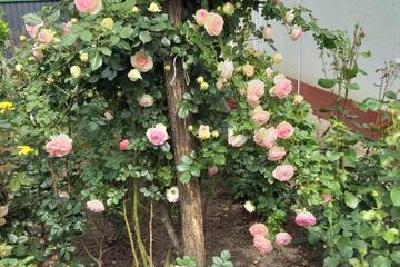 Photo 28