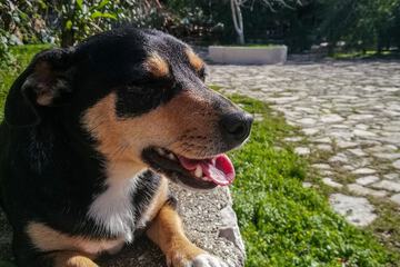 Pet-friendly