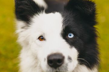 Pet-friendly