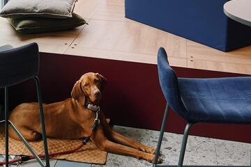 Pet-friendly