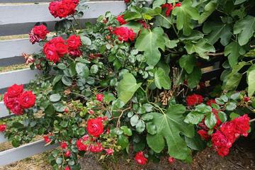 Photo 72