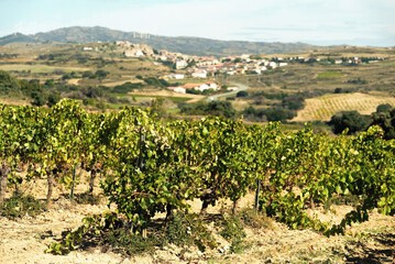 Vineyard view