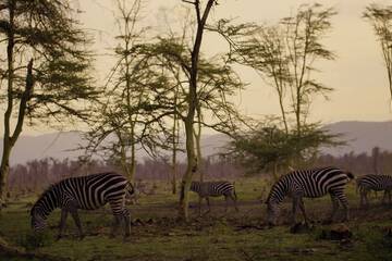 Game viewing