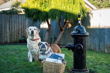 Pet-friendly amenities