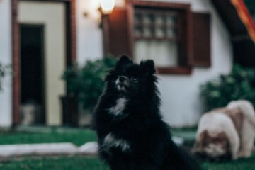 Pet-friendly amenities