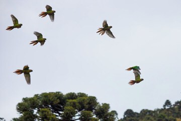 Game viewing