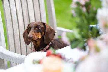 Pet-friendly