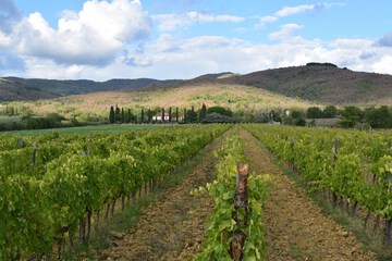Vineyard