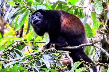 Game viewing