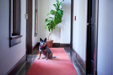 Pet-friendly