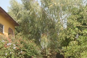 Photo 36