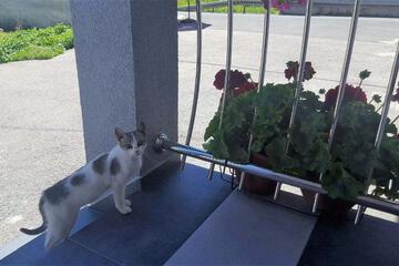 Photo 72