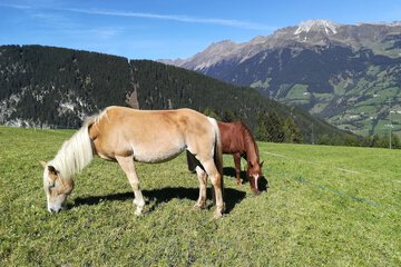 Horseback riding