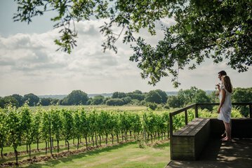 Vineyard