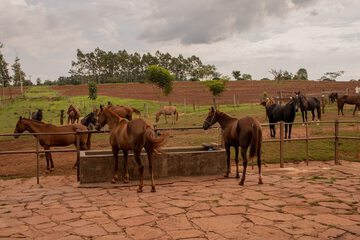 Game viewing