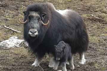 Game viewing