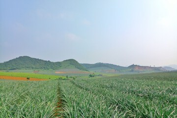 Land view from property
