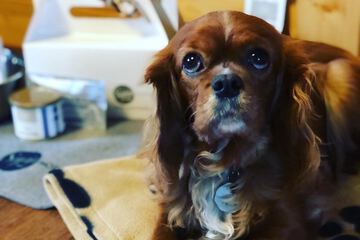 Pet-friendly amenities
