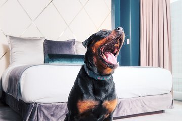 Pet-friendly