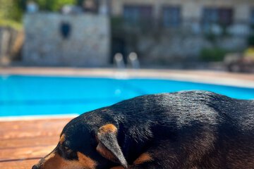 Pet-friendly