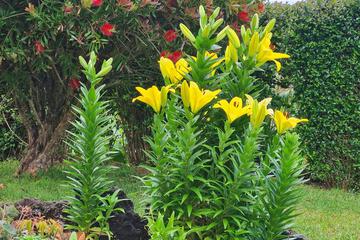 Photo 40