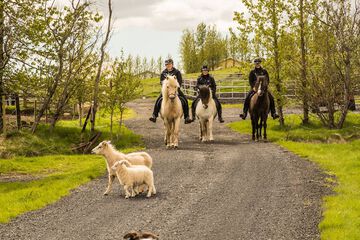 Horseback riding