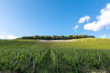 Winery