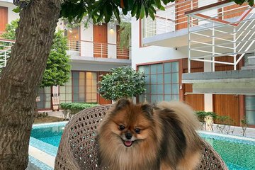 Pet-friendly