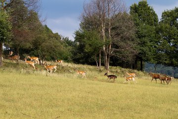 Hunting