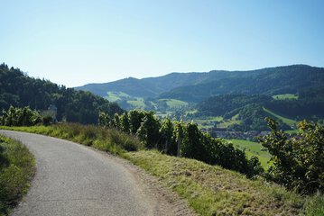 Vineyard