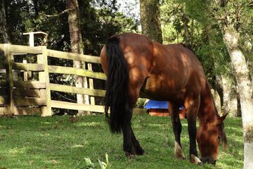 Horseback riding