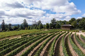 Vineyard