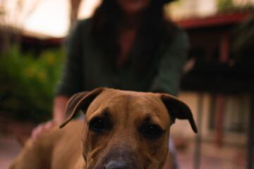 Pet-friendly